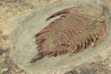 Rare, Lichid (Parvilichas) Trilobite - Tinzouline, Morocco #191738-4